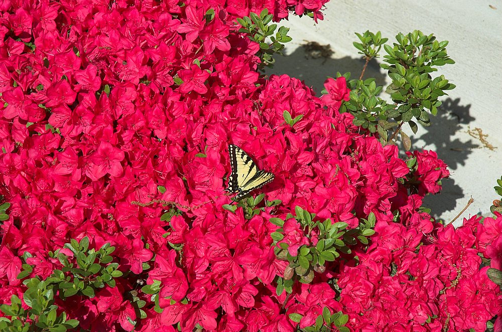 DSC_5054.jpg