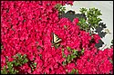 DSC_5054.jpg
