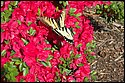 DSC_5063.jpg