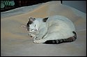 DSC_5081.jpg