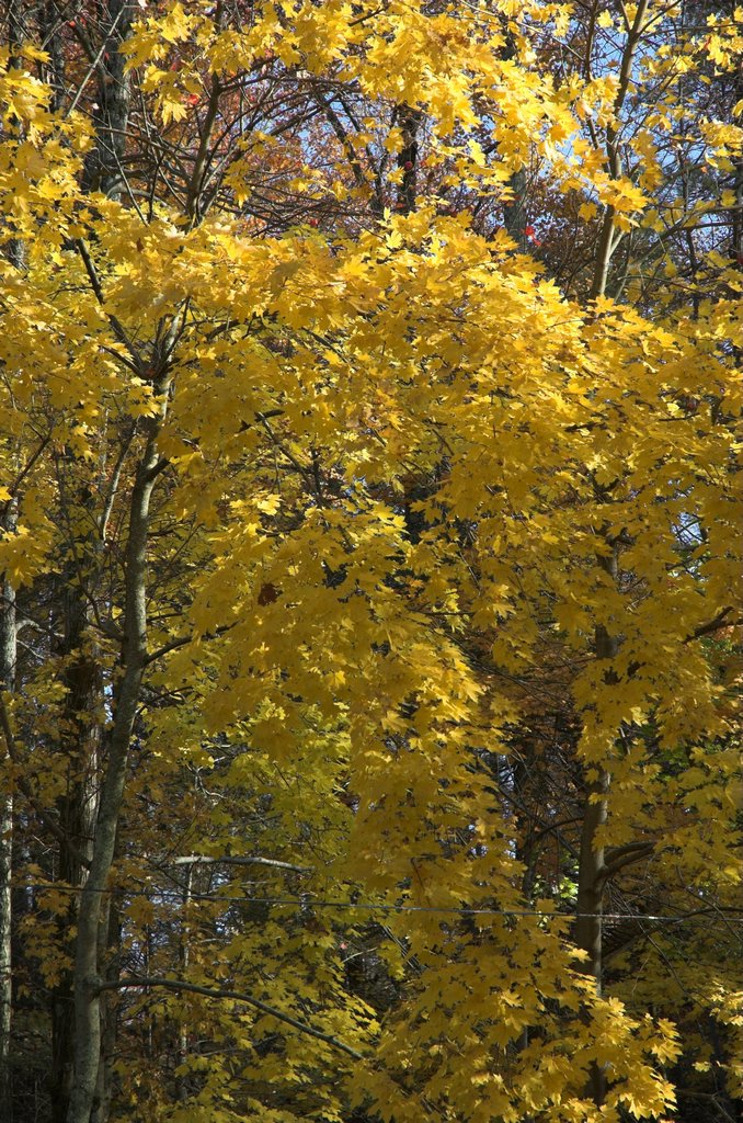 DSC_4241.jpg