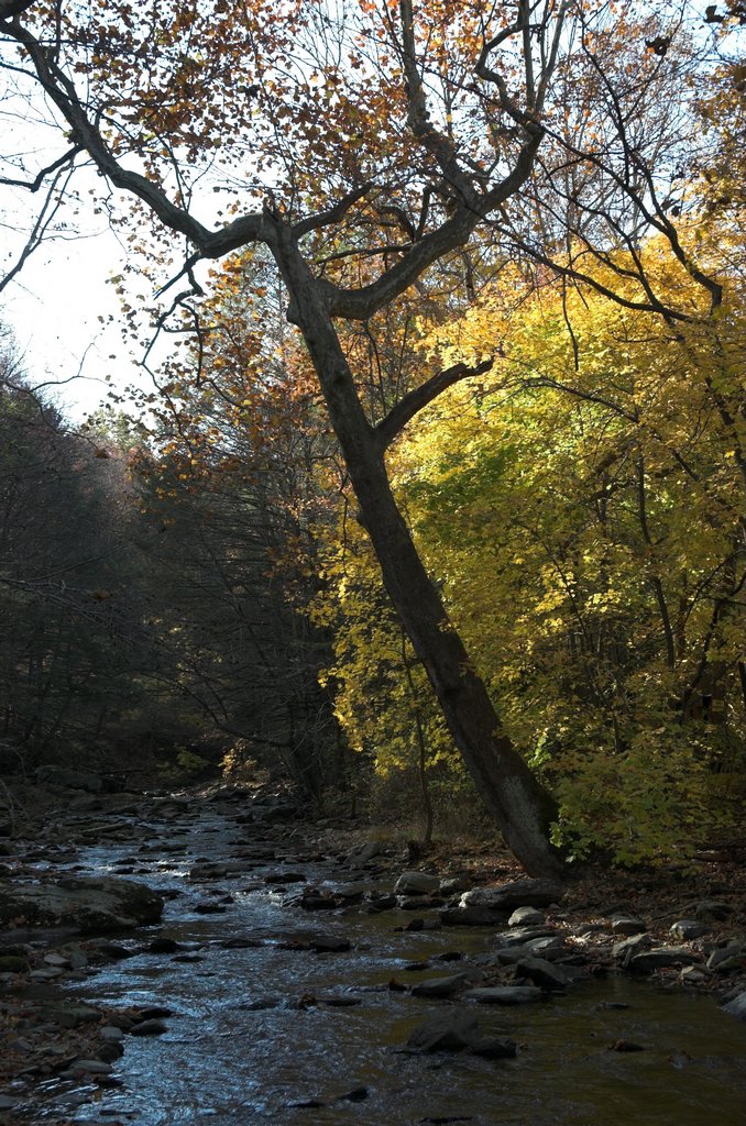 DSC_4242.jpg