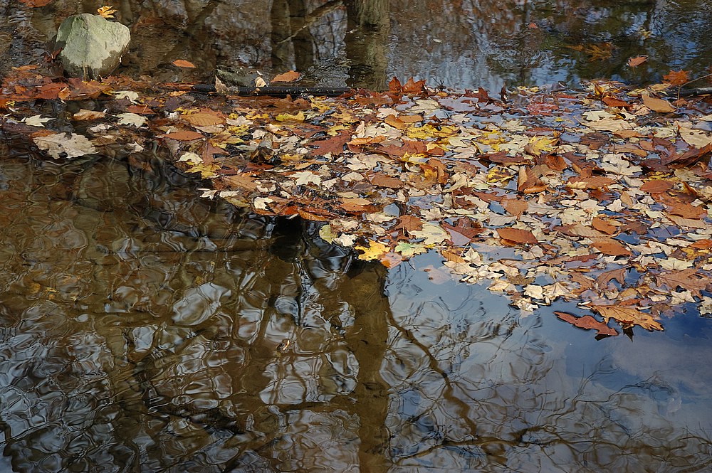 DSC_4341.jpg