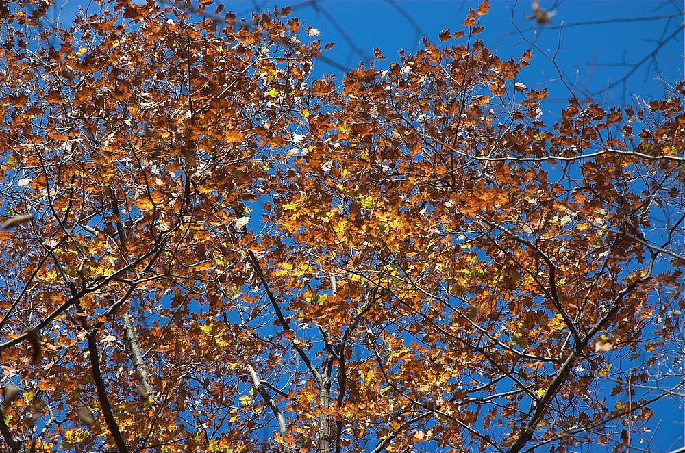 DSC_4382.jpg