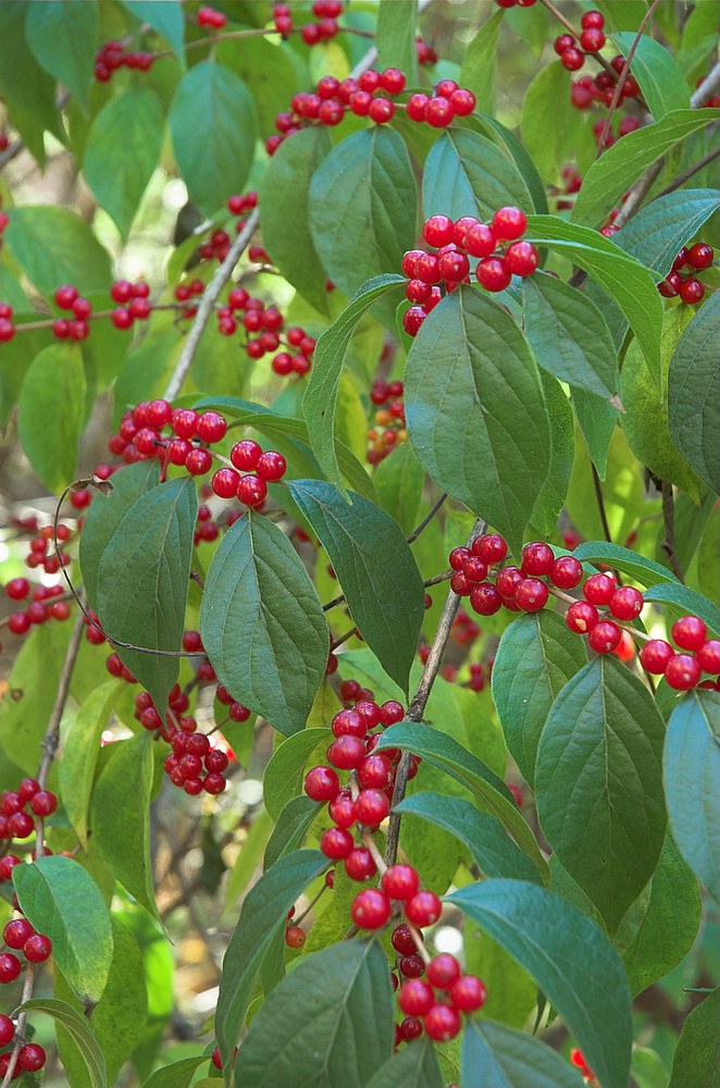 DSC_4412.jpg