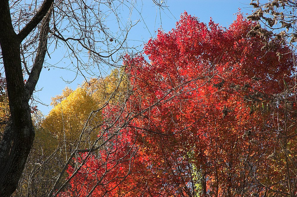 DSC_4415.jpg