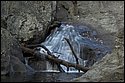 DSC_4253.jpg