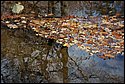 DSC_4341.jpg