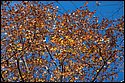 DSC_4382.jpg