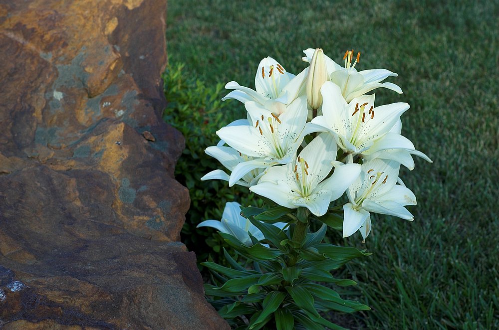 DSC_1556.jpg