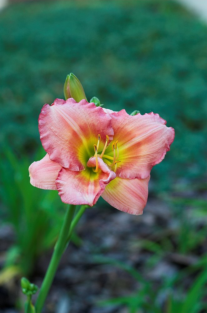 DSC_1561.jpg