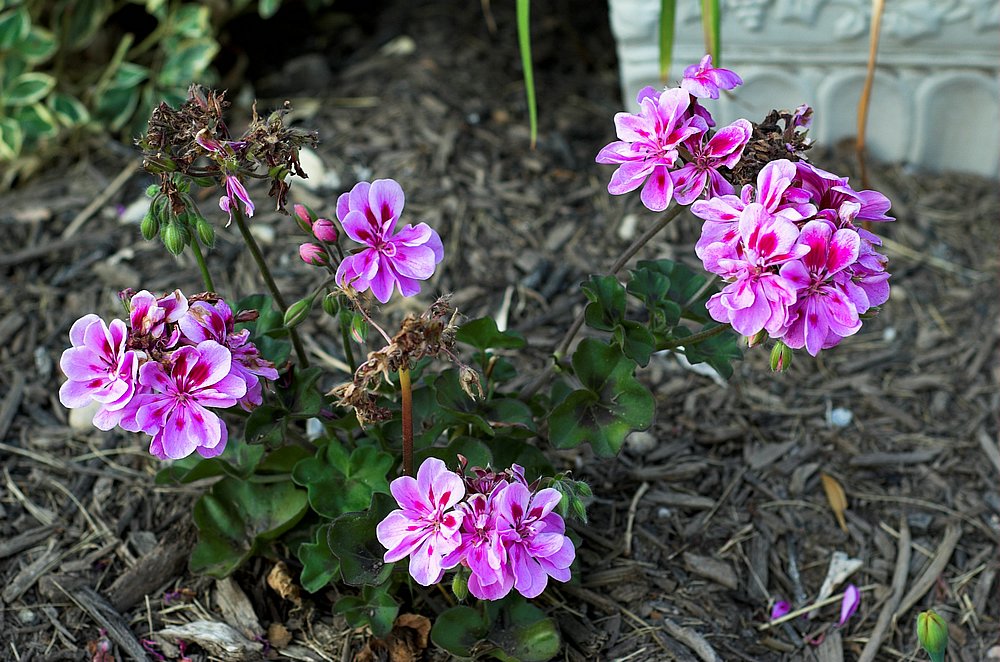 DSC_1568.jpg