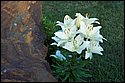 DSC_1556.jpg