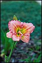 DSC_1561.jpg