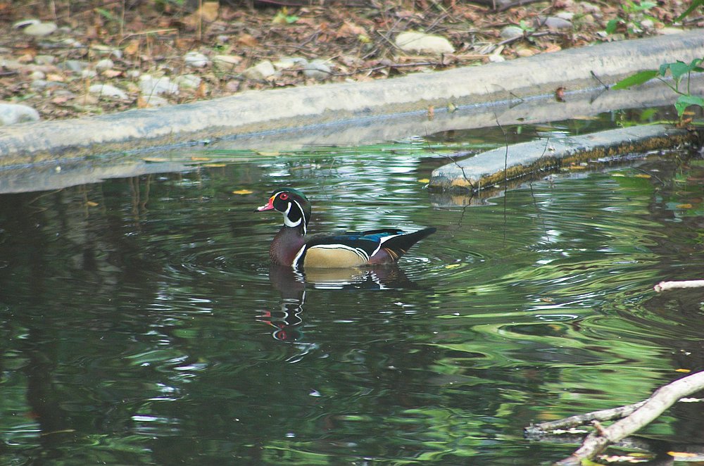 DSC_6887.jpg