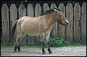 DSC_6852.jpg