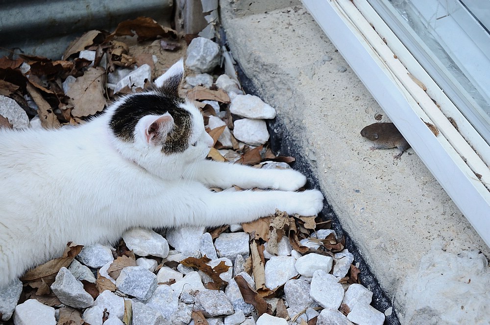 DSC_5984.jpg