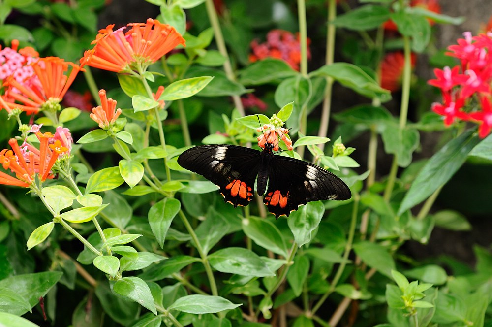 DSC_7325.jpg