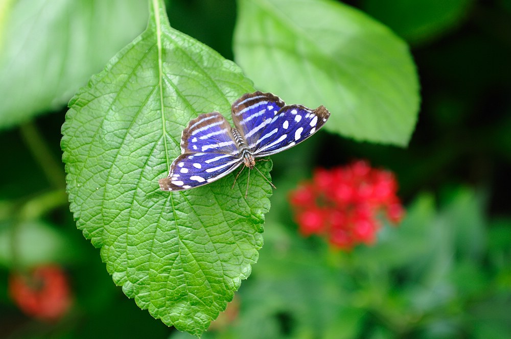 DSC_7338.jpg