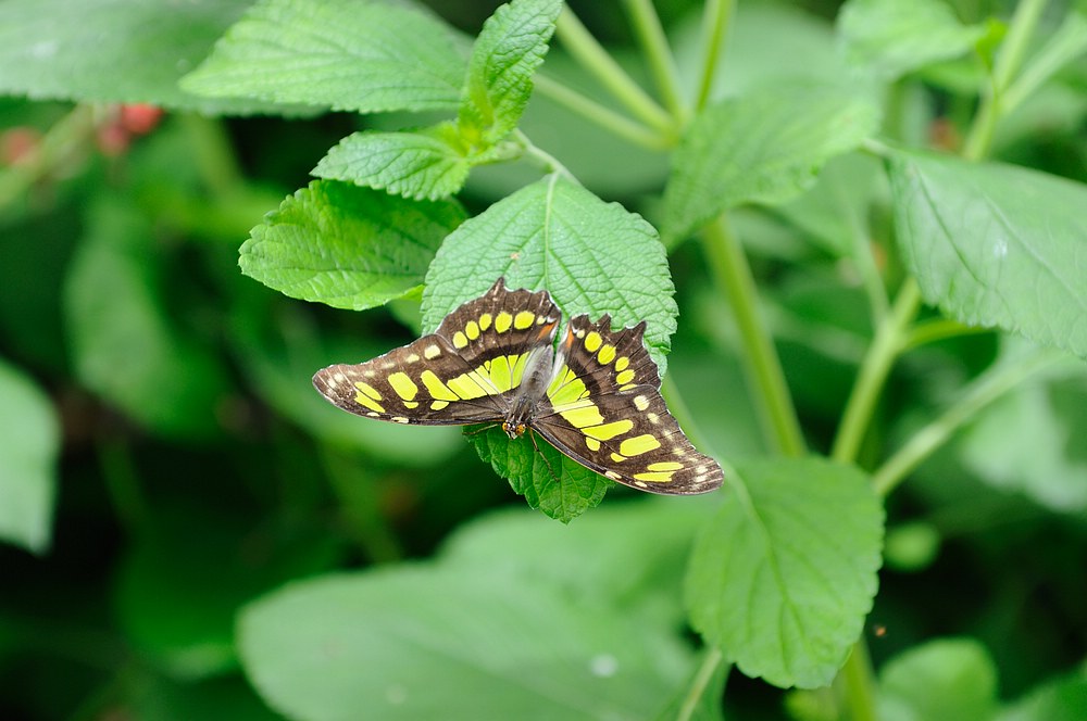 DSC_7339.jpg