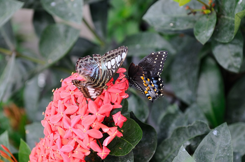 DSC_7340.jpg