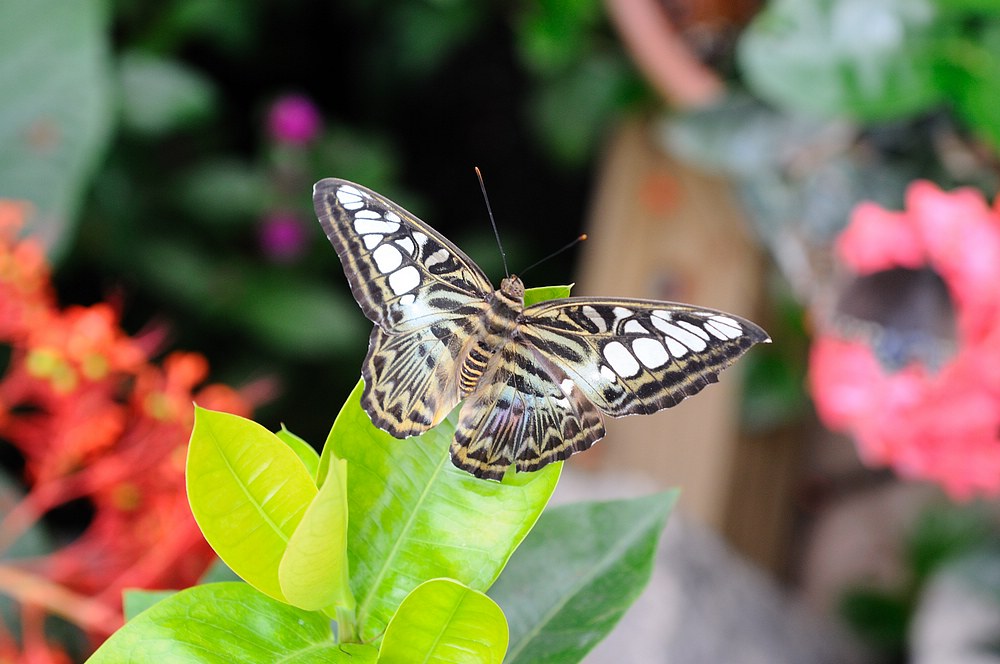 DSC_7364.jpg