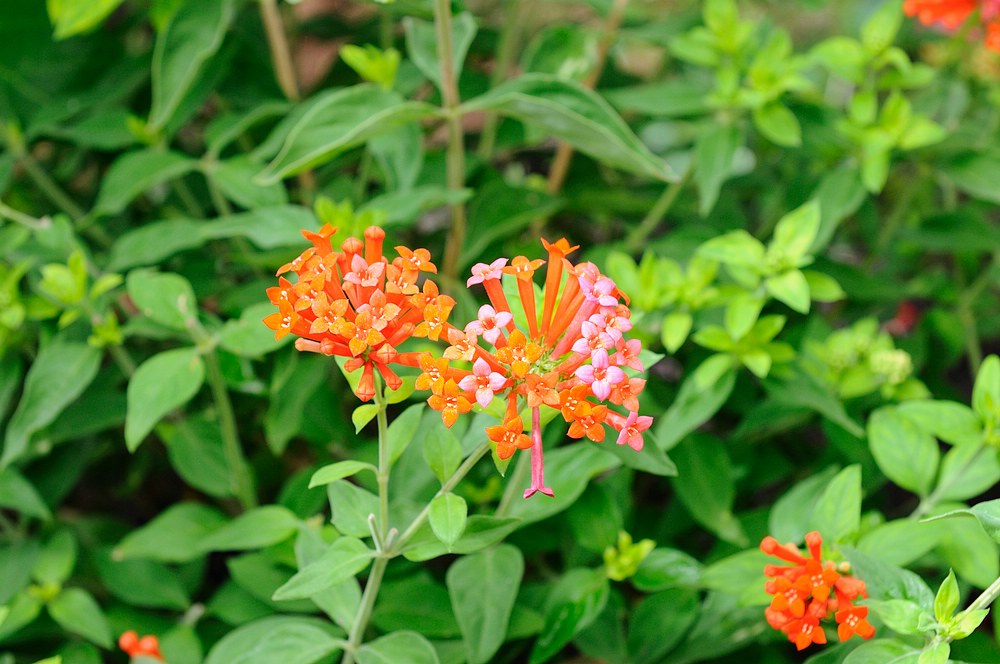 DSC_7377.jpg