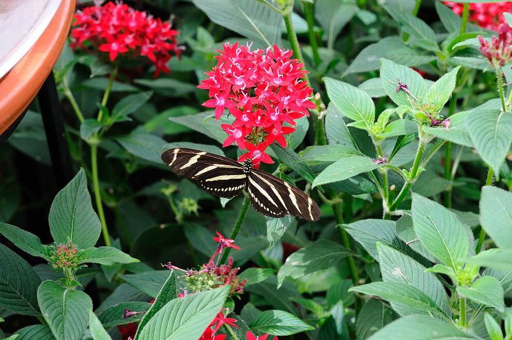 DSC_7452.jpg