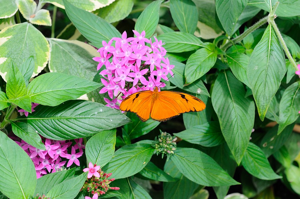 DSC_7457.jpg