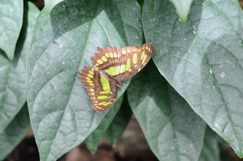 DSC_7460.jpg
