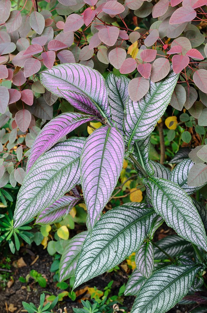 DSC_7474.jpg