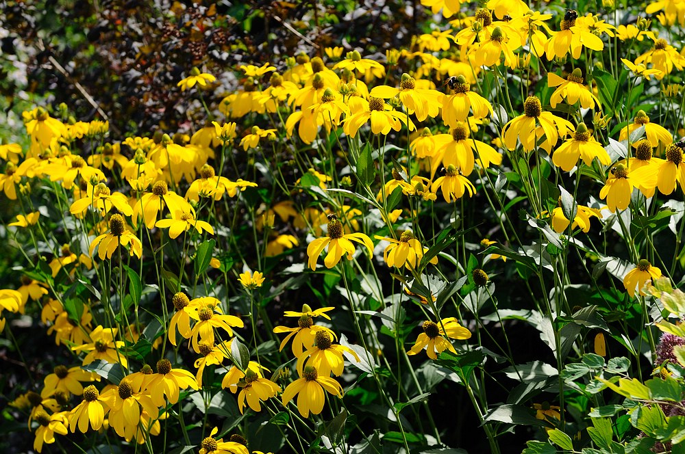 DSC_7487.jpg