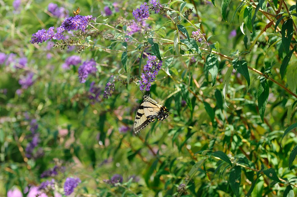 DSC_7489.jpg