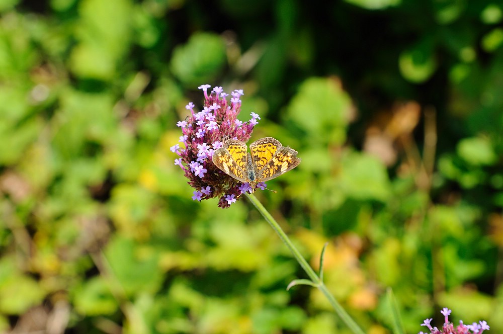 DSC_7505.jpg