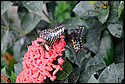 DSC_7340.jpg