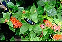 DSC_7401.jpg