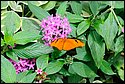 DSC_7457.jpg