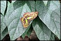 DSC_7460.jpg