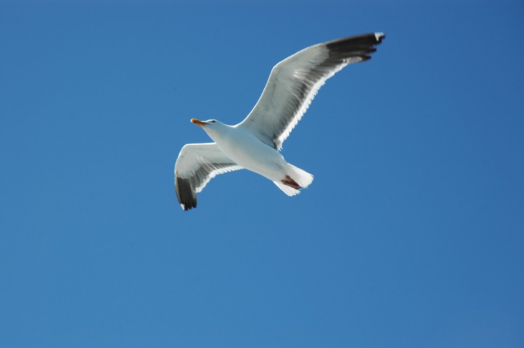 DSC_1008.JPG