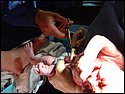 Brooke New Born 003