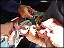 Brooke New Born 004