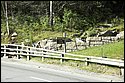DSC_6110.jpg