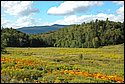 DSC_6132.jpg
