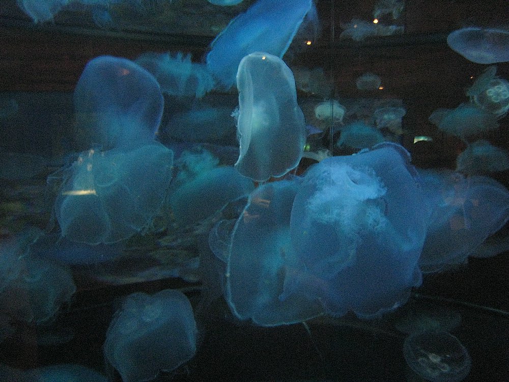 IMG_0689.JPG