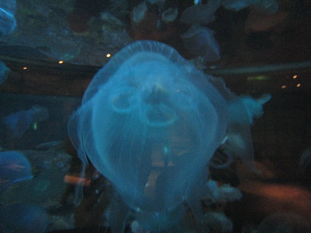 IMG_0690.JPG