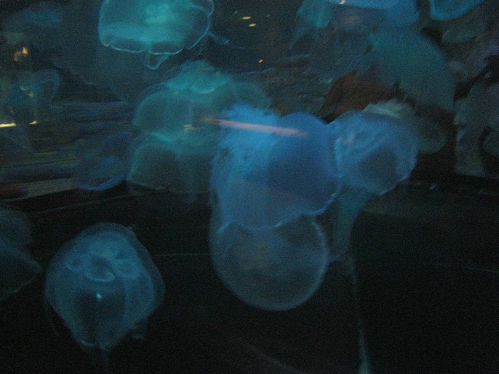 IMG_0692.JPG