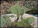 IMG_1050.JPG