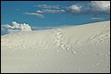DSC_9504-01.jpg
