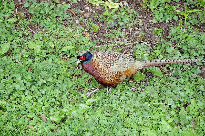 Pheasant1.JPG