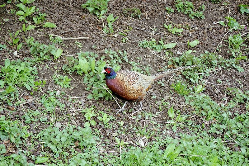 Pheasant2.JPG